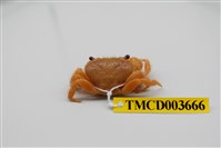 藏品(粗糙酋婦蟹)的圖片